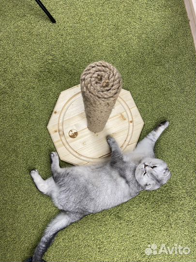 Когтеточка