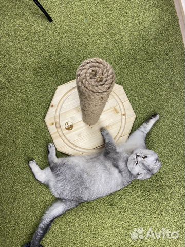 Когтеточка