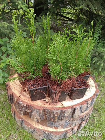 Туя Смарагд