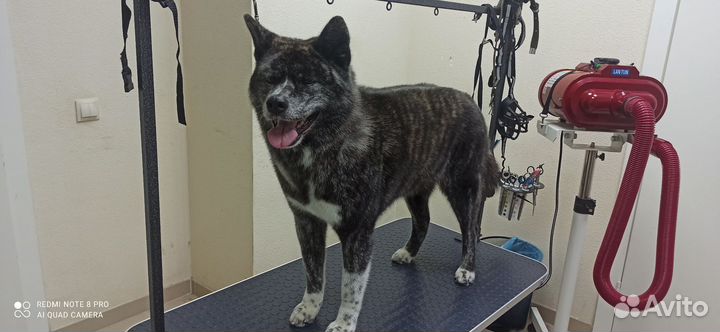 Экспресс линька крупных пород собак