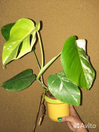 Монстера Альба вар и другие ароидные