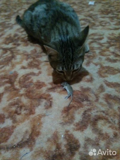 Отдам бесплатно