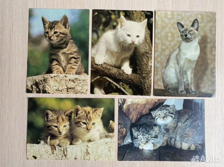 Открытки «Кошки»