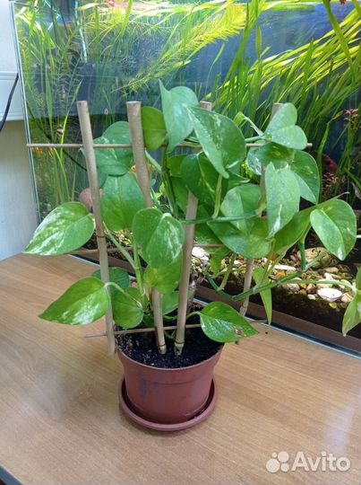 Сциндапсус