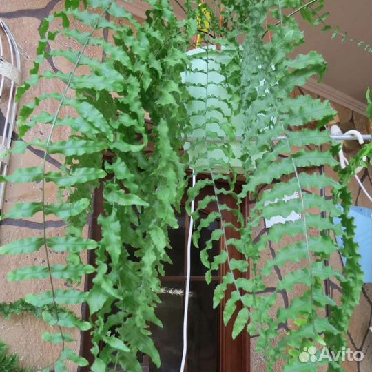 Goniophlebium subauriculatum