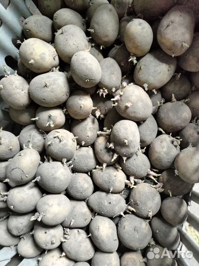 Семенной картофель