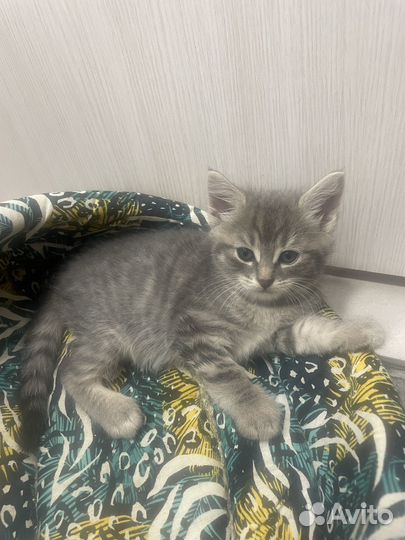 Котята в добрые руки 2 месяца