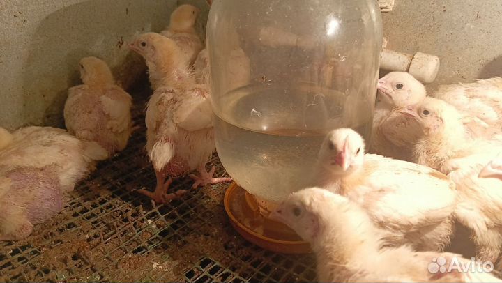 Бройлеры подрощенные
