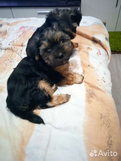 Йоркширский терьер мини