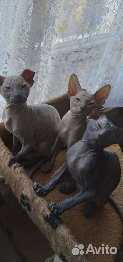 Донской сфинкс