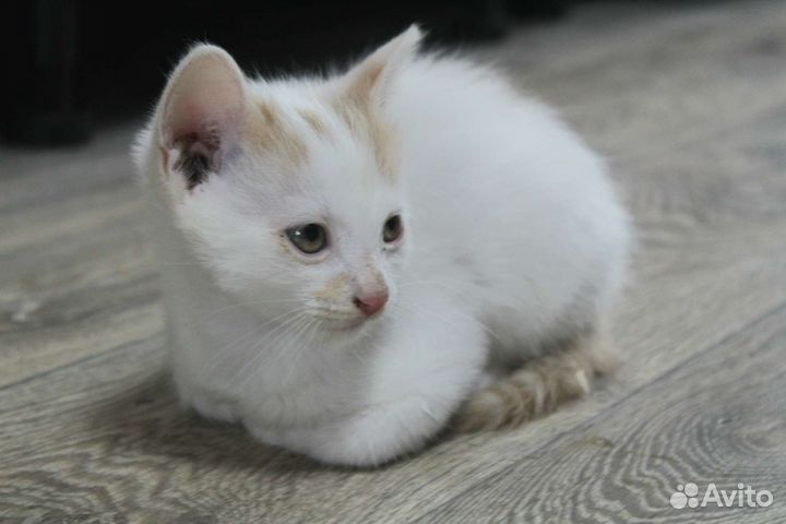 Котята мальчик и девочка