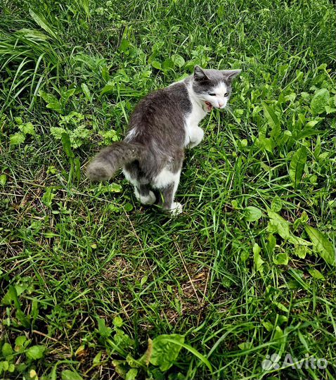 Котик в добрые руки