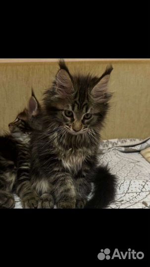 Мейн-кун малыши