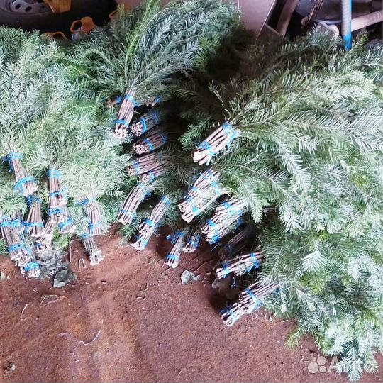 Пихтовый веник опт