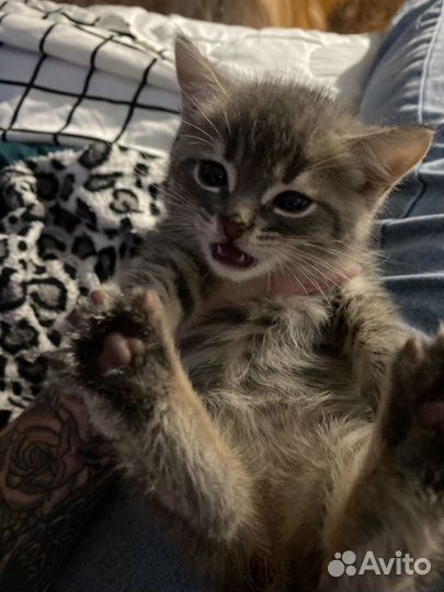 Котенок, голубая сибирская