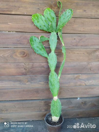 Кактус Опунция Бергера, 2 года