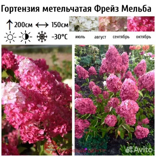 Гортензия метельчатая саженцы