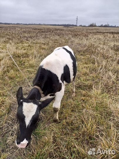 Бычок 4 месяца