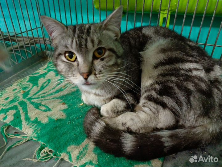 Кошки и коты из отлова ждут Своих Людей