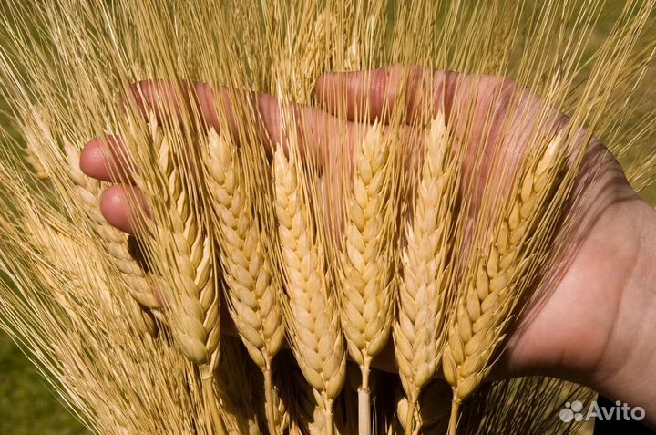 Пшеница яровая твердая