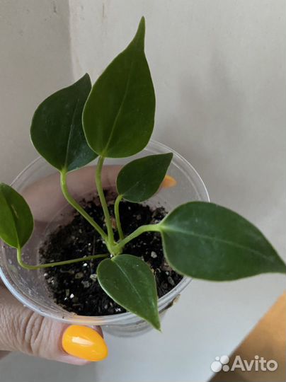 Антуриум Матата