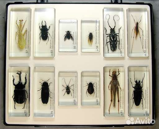 Насекомые и их знакомые деагостини