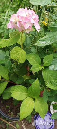 Гортензия крупнолистная и др.многолетники