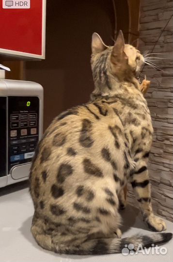 Бенгальская кошка