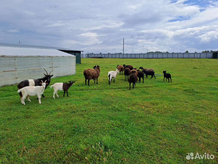 Овцы бараны