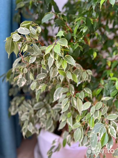 Большое дерево фикус Бенджамина, грунт и кашпо