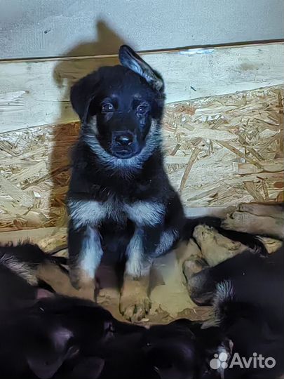 Готовятся к продаже щенки немецкой овчарки