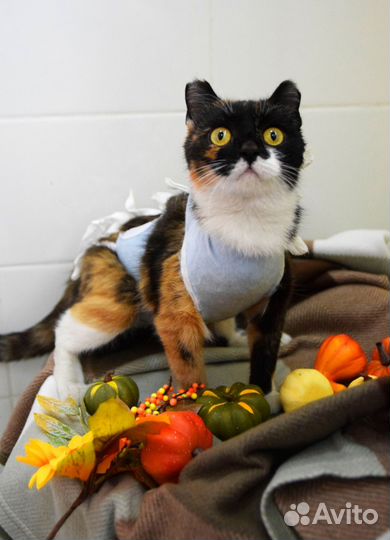 Кошечка красоточка