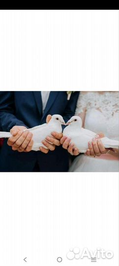 Белые голубь на свадьбу