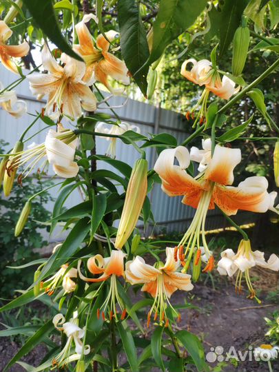 Лилии луковицы