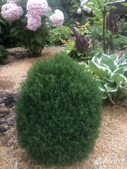 Туя Мишка Тедди