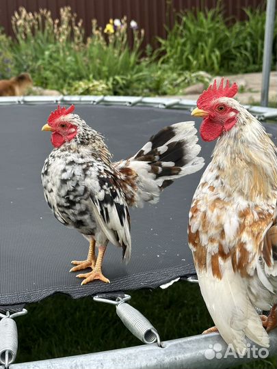 Продам домашнюю птицу