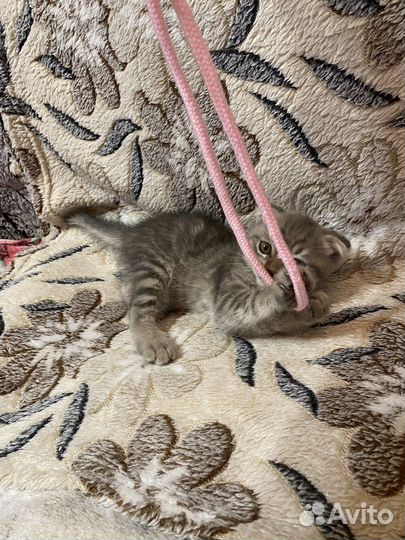 Шотландская вислоухая кошечка