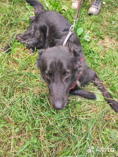 Спасите Мишку из приюта