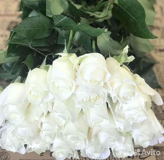 Длинные высокие розы 110 150 160 180 200 см