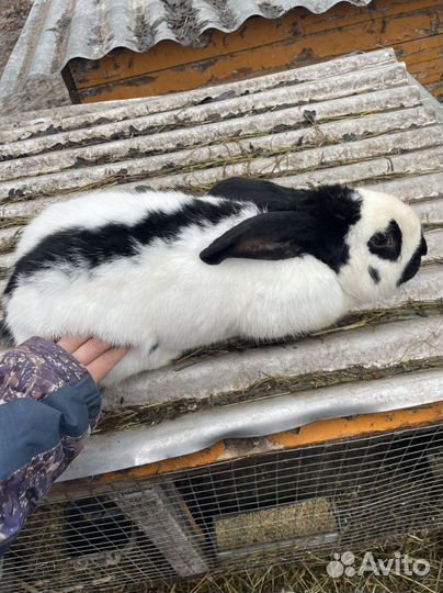 Кролик Строч нпв