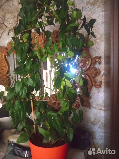 Плющ хедера