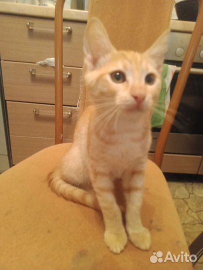 Котенок в дар