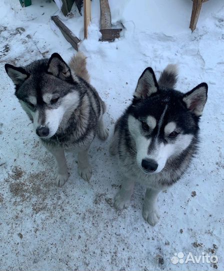 Щенки Сибирской хаски