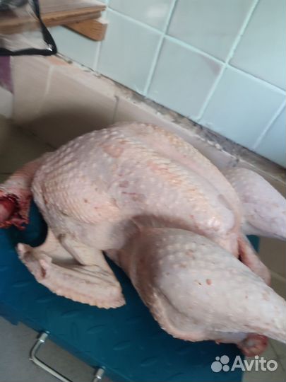 Индюк на мясо