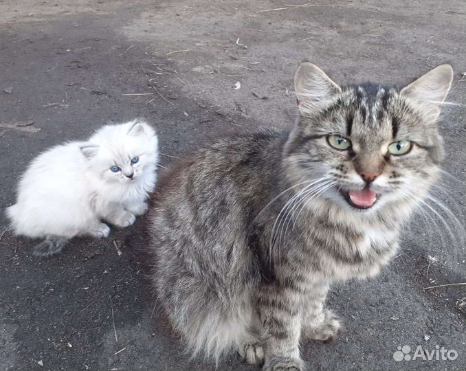 Кошка в дар