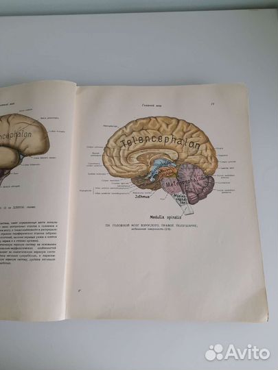 Атлас анатомии человека Синельников