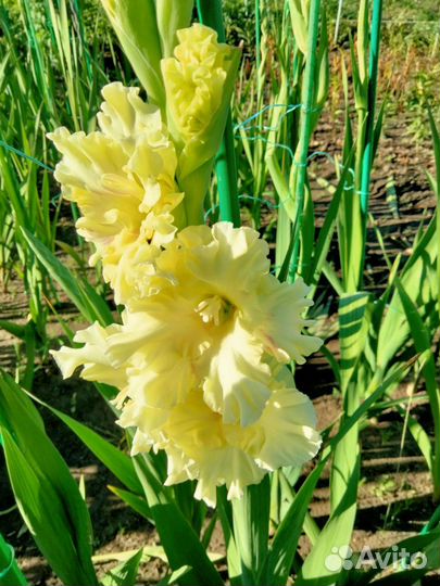 Гладиолусы луковицы