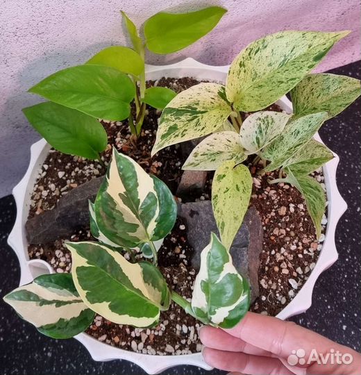 Алоказия, сциндапсус, бегония, фикус, эпипремнум