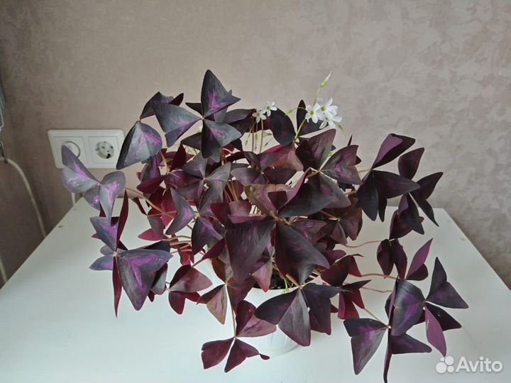 Кислица оксалис