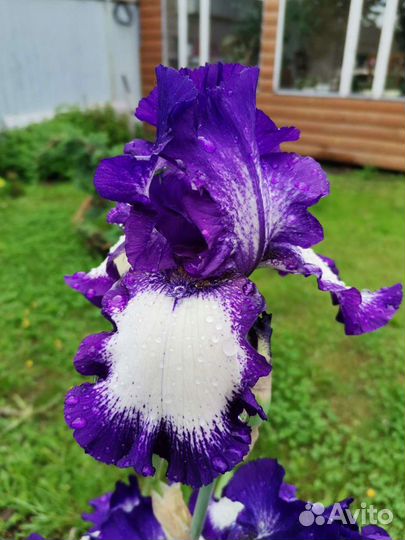Цветы ирисы